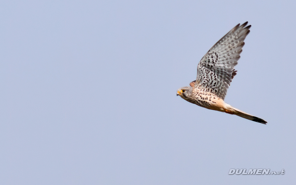 Common Kestrel (Falco tinnunculus)